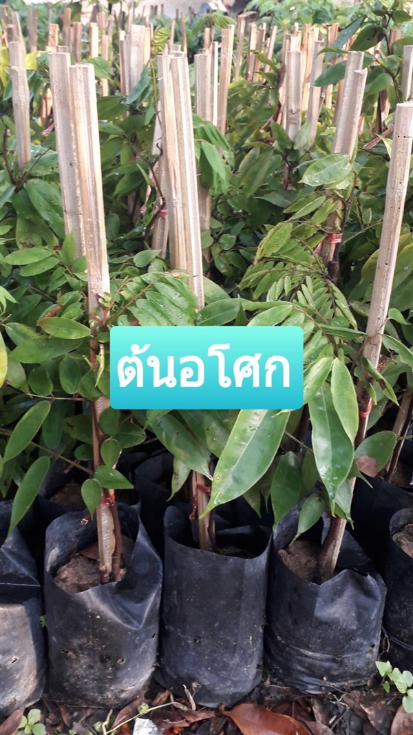 ต้นอโศก | โชค พันธุ์ไม้ - เมืองปราจีนบุรี ปราจีนบุรี