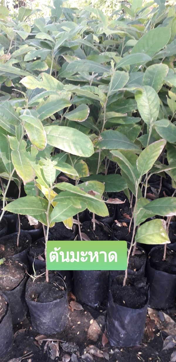 ต้นมะหาด | โชค พันธุ์ไม้ - เมืองปราจีนบุรี ปราจีนบุรี