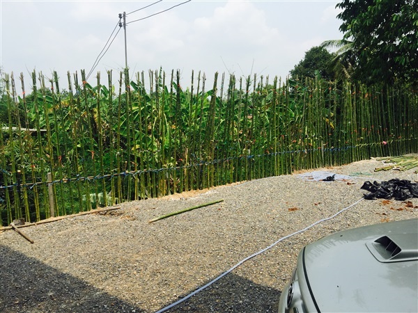 ไผ่เลี้ยงทำรั้ว สูง2.5เมตร | wannisa_par - เมืองปราจีนบุรี ปราจีนบุรี