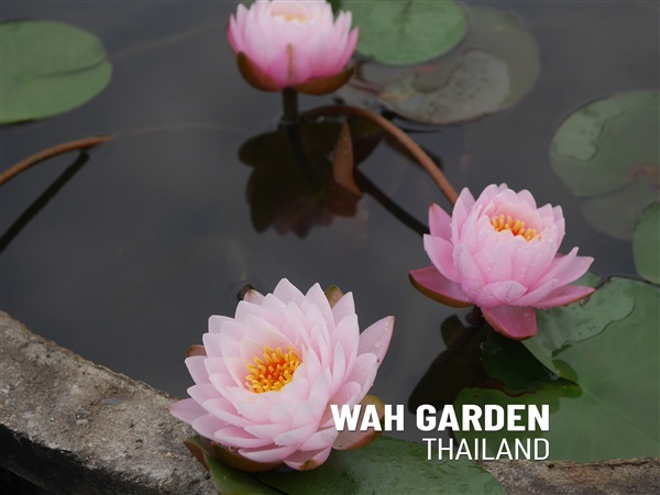 บัวฝรั่ง | Hardy Waterlily | วากระถางซิเมนต์ปูนเปลือย - บางน้ำเปรี้ยว ฉะเชิงเทรา