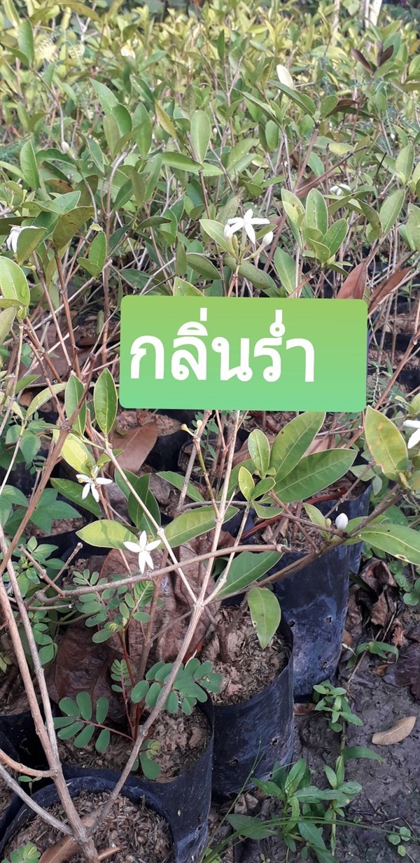 ต้นกลิ่นร่ำ (ไม้ดอก) | โชค พันธุ์ไม้ - เมืองปราจีนบุรี ปราจีนบุรี