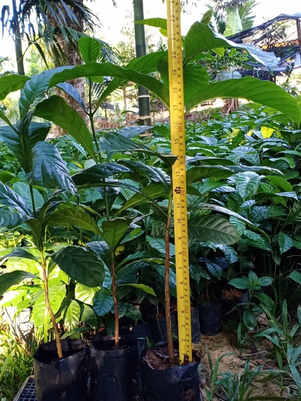 ต้นกาแฟโรบัสต้า ต้นละ 15 สำหรับเสริมสวนปาล์ม ยาง พร้อมส่ง