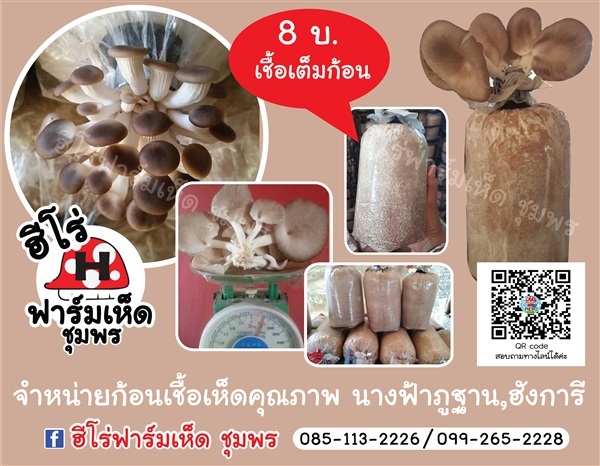 ก้อนเชื้อเห็ดนางฟ้าภูฐาน | ฮีโร่ฟาร์มเห็ด ชุมพร - เมืองชุมพร ชุมพร