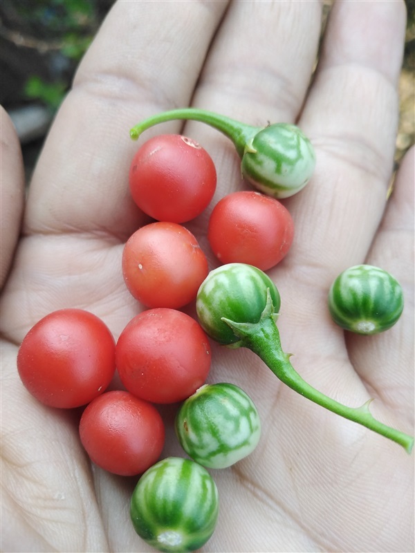 ขายเมล็ดพร้อมเพาะมะแว้งเครือ | เมล็ดพันธุ์ดี เกษตรวิถีไทย - เมืองระยอง ระยอง