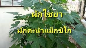 ท่อนพันธุ์ต้นผงชูรส, คะน้าแม็กซิโก,ไชยา,ชายา | เกษตร อินดี้ - วารินชำราบ อุบลราชธานี