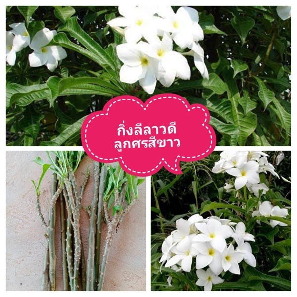 กิ่งลีลาวดีลูกศรสีขาว ชุดละ10กิ่ง ค่าส่งฟรี | เมล็ดพันธุ์การเกษตร - สีชมพู ขอนแก่น