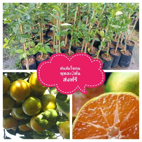 ต้นส้มโชกุน ชุดละ2ต้นส่งฟรี | เมล็ดพันธุ์การเกษตร - สีชมพู ขอนแก่น
