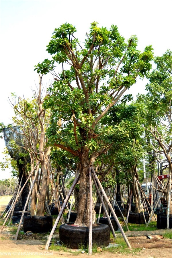 จิกน้ำ | สวนสร้างสุข - สรรคบุรี ชัยนาท