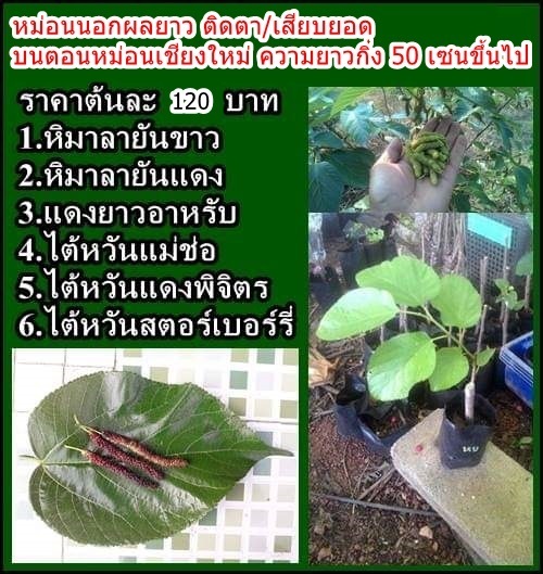 หม่อนผลยาว สายพันธุ์ต่างประเทศ | สวนมะนาวจัมโบ้ - ลานกระบือ กำแพงเพชร