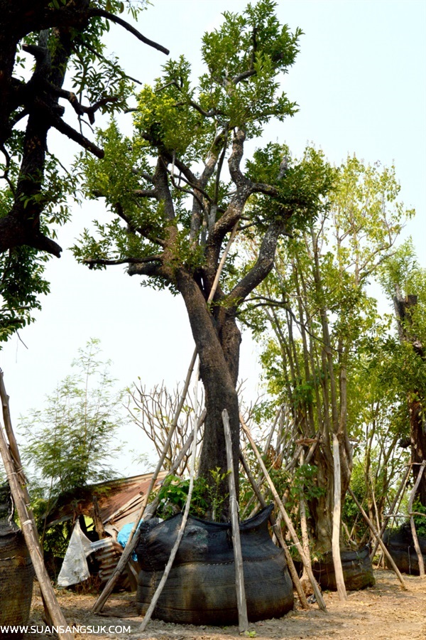 นางกวัก | สวนสร้างสุข - สรรคบุรี ชัยนาท