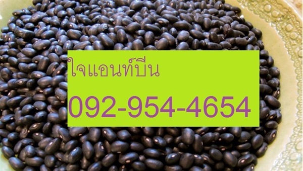 ถั่วแขก (ถั่วเขียวผิวดำ ) | ไจแอนท์บีน GiantBean - เมืองสุพรรณบุรี สุพรรณบุรี