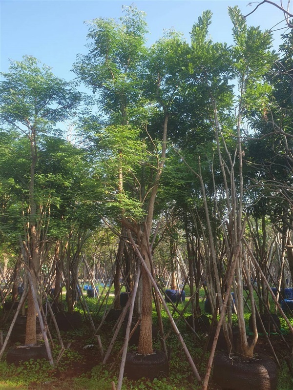 ต้นปีบ | สวนสังเวียน ไม้ล้อม -  ปทุมธานี