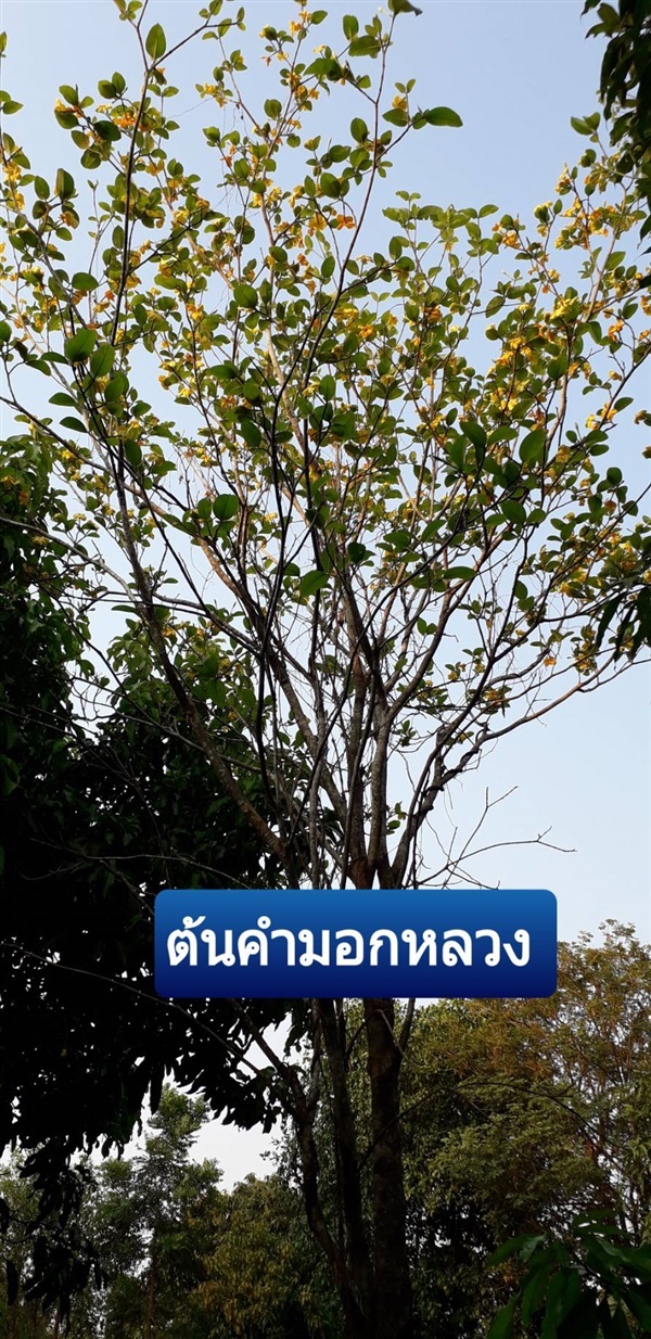 ต้นคำมอกหลวง | โชค พันธุ์ไม้ - เมืองปราจีนบุรี ปราจีนบุรี