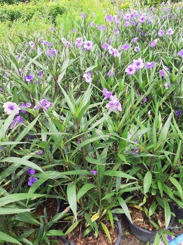 ฟ้าประทานพรสีม่วง - Ruellia 190฿