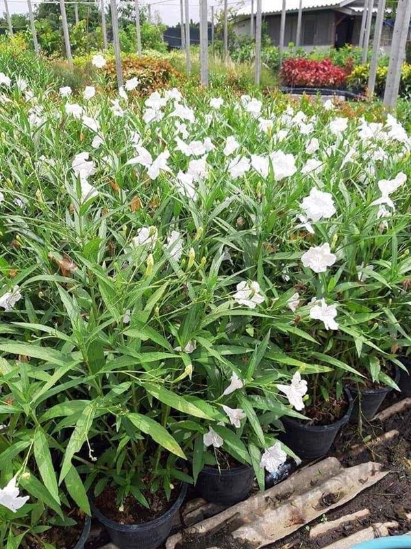 ฟ้าประทานพรสีขาว - Ruellia (กทม)      190฿