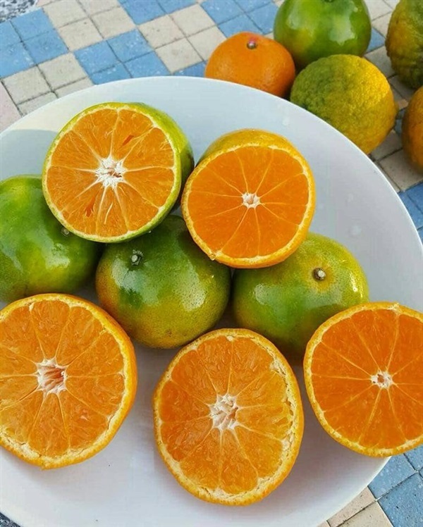 #ส้มสายน้ำผึ้งไร้เมล็ด แบบเสียบยอด ต้นตอเป็นแลงเพอร์  | Drenglish Garden มหาสารคาม - กันทรวิชัย มหาสารคาม