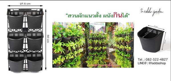 สวนผักแนวตั้ง | laddagarden - ลาดหลุมแก้ว ปทุมธานี