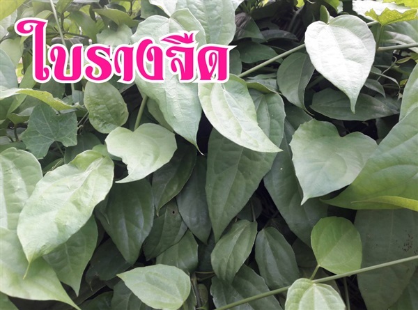 ใบรางจืด | ภูแสนสุข - สามชุก สุพรรณบุรี