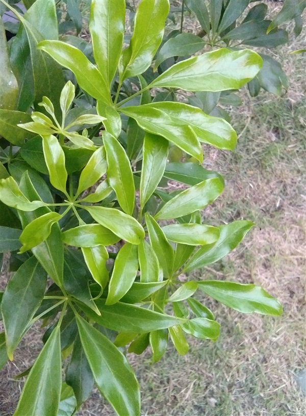 จำหน่าย ต้นหนุมานประสานกาย ใบหนุมานประสานกาย | สวนกรีน - เมืองชลบุรี ชลบุรี