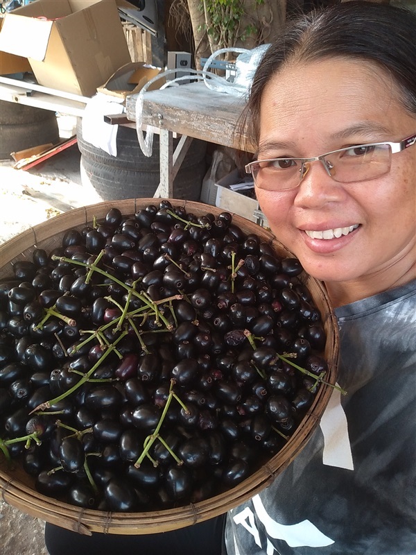 ขายเมล็ดและต้นกล้าหว้ายักษ์ | เมล็ดพันธุ์ดี เกษตรวิถีไทย - เมืองระยอง ระยอง