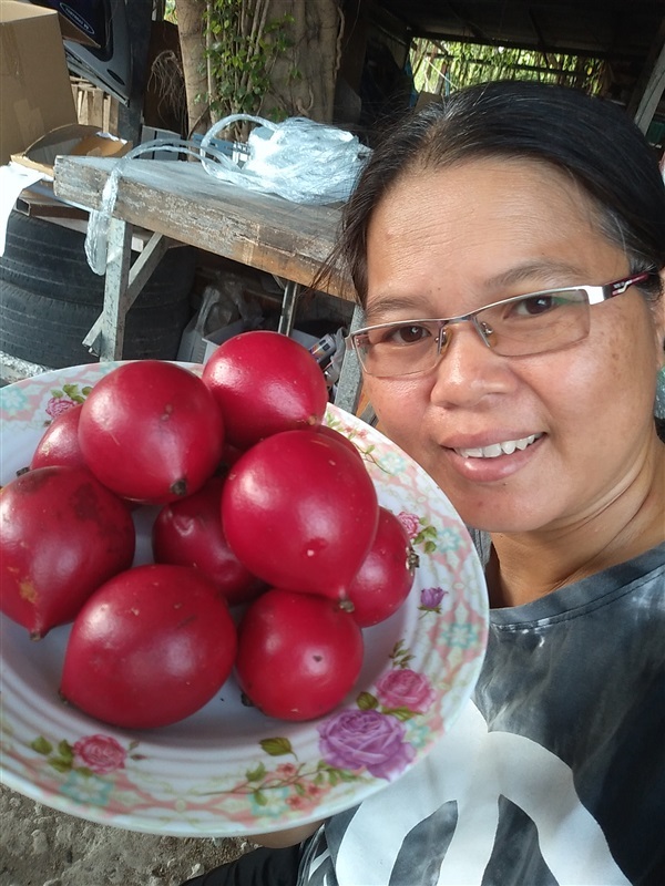 ขายเมล็ดพร้อมเพาะขี้กาแดง | เมล็ดพันธุ์ดี เกษตรวิถีไทย - เมืองระยอง ระยอง
