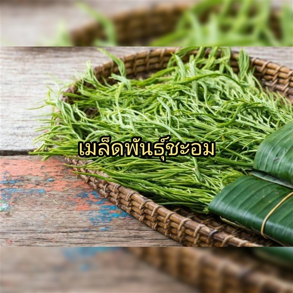 เมล็ดพันธุ์ชะอม ซื้อ3แถม1