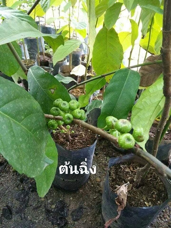 ต้น ฉิ่ง | โบตั๋นพันธุ์ไม้ - เมืองนครศรีธรรมราช นครศรีธรรมราช