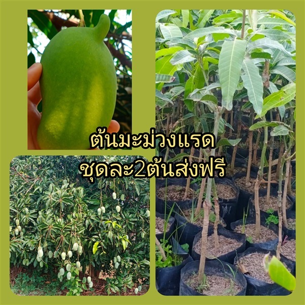 ต้นมะม่วงแรด ชุดละ2ต้นส่งฟรี | เมล็ดพันธุ์การเกษตร - สีชมพู ขอนแก่น