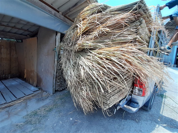 ตับหญ้าคา หญ้าคามุงหลังคา ราคาแผ่นละ 20 บาท | mebamboothailand - เมืองนนทบุรี นนทบุรี