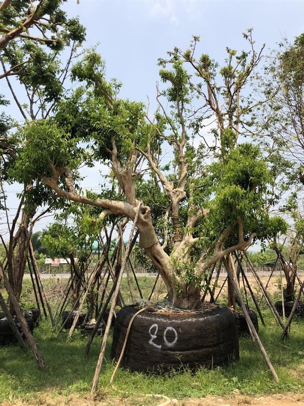 ต้นชุมแสง | คลอง 1 พันธุ์ไม้ / KLONG 1 GARDEN - องครักษ์ นครนายก