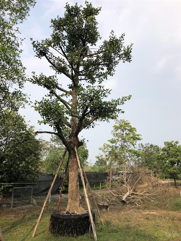 ต้นมั่งมี | คลอง 1 พันธุ์ไม้ / KLONG 1 GARDEN - องครักษ์ นครนายก