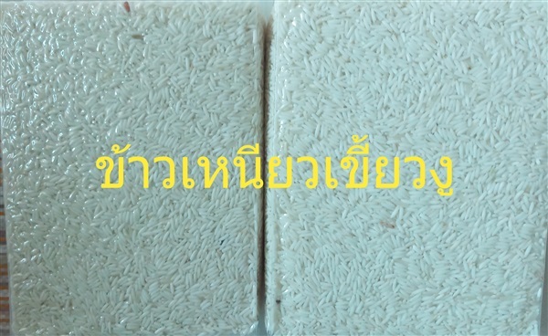 ข้าวสารข้าวเหนียวเขี้ยวงู (หมด) | วรินทร์ฟาร์ม -  พะเยา