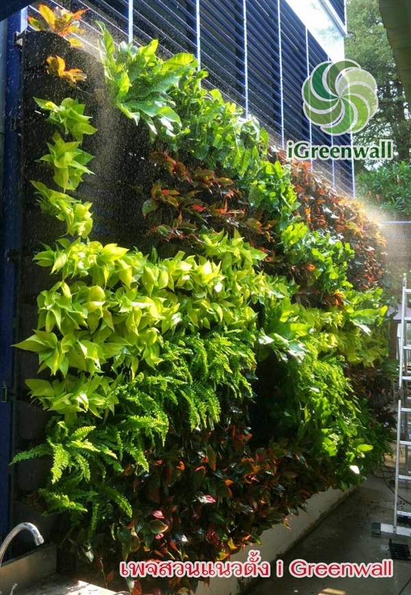 สวนแนวตั้งiGreenwall | สวนแนวต้้ง iGreenwall - ทุ่งครุ กรุงเทพมหานคร