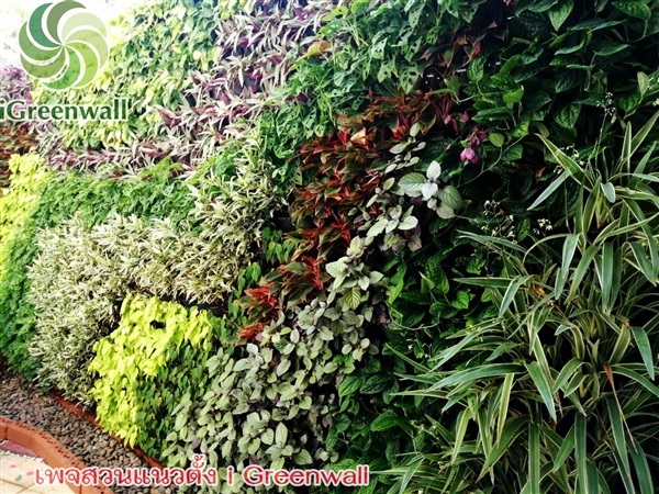 สวนแนวตั้งiGreenwall | สวนแนวต้้ง iGreenwall - ทุ่งครุ กรุงเทพมหานคร