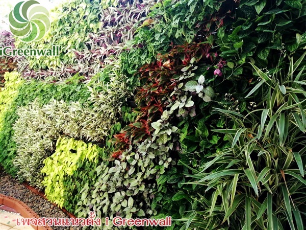 สวนแนวตั้งiGreenwall