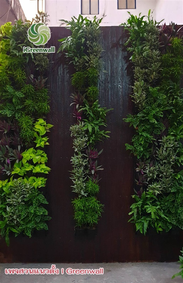 สวนแนวตั้งiGreenwall | สวนแนวต้้ง iGreenwall - ทุ่งครุ กรุงเทพมหานคร