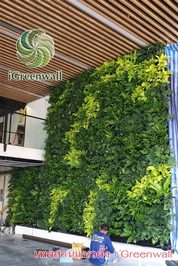 สวนแนวตั้งiGreenwall | สวนแนวต้้ง iGreenwall - ทุ่งครุ กรุงเทพมหานคร