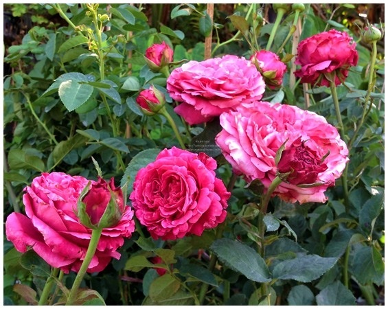Blueberry Red Rose | พันธุ์ดาหลา - เชียงใหม่
