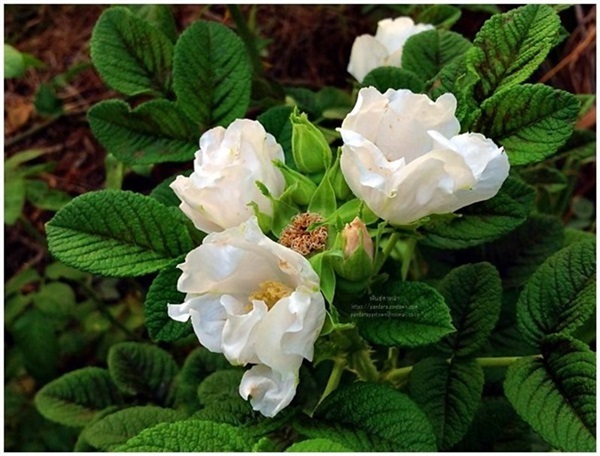Rugosa Alba  (โรสฮิป กุหลาบทานผล ดอกสีขาว) | พันธุ์ดาหลา - เชียงใหม่