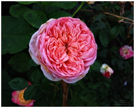 Abraham Darby  | พันธุ์ดาหลา - เมืองเชียงใหม่ เชียงใหม่