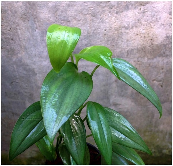 Epipremnum pinnatum 'blue' พลูสีบลู | พันธุ์ดาหลา - เมืองเชียงใหม่ เชียงใหม่