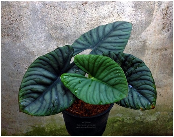 Alocasia  nebula