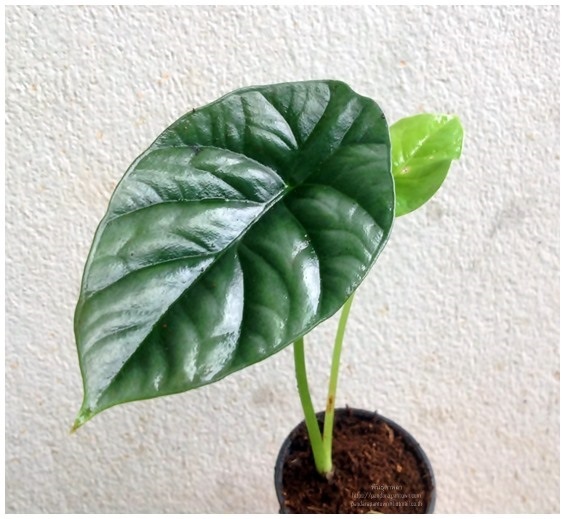 Alocasia  clypeolata