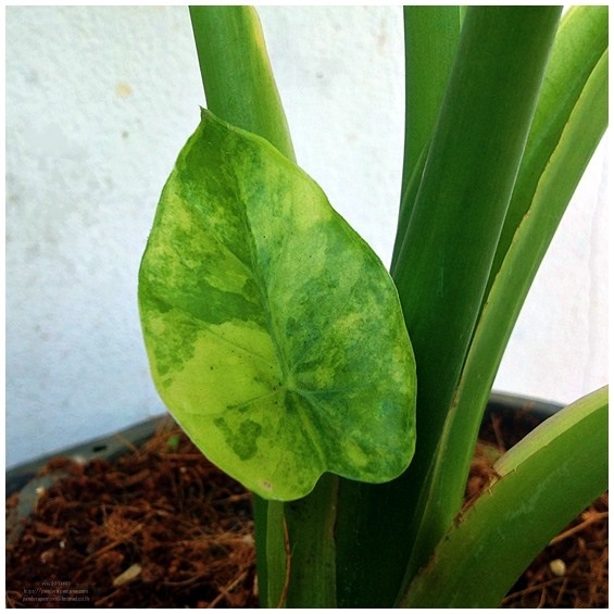 Alocasia gageana  Variegated