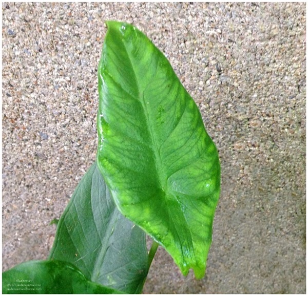 Alocasia perakensis