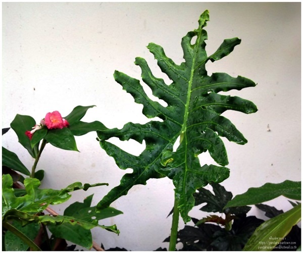 Alocasia portei Schott | พันธุ์ดาหลา - เมืองเชียงใหม่ เชียงใหม่