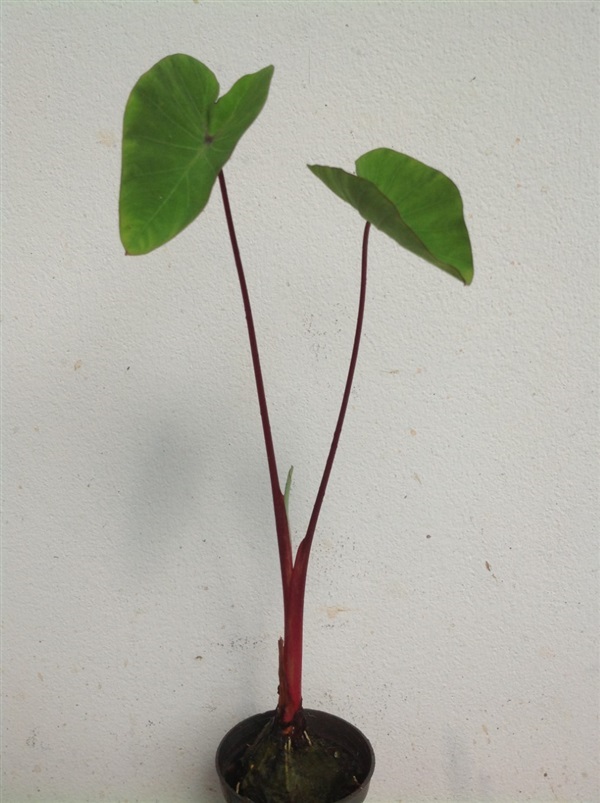 บอนก้านแดง  Colocasia esculenta 'Hawaiian Punch'  | พันธุ์ดาหลา - เมืองเชียงใหม่ เชียงใหม่