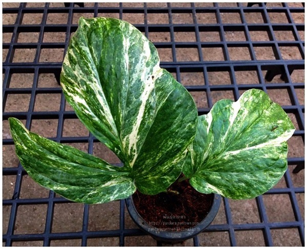 Amydrium medium Variegated | พันธุ์ดาหลา - เมืองเชียงใหม่ เชียงใหม่