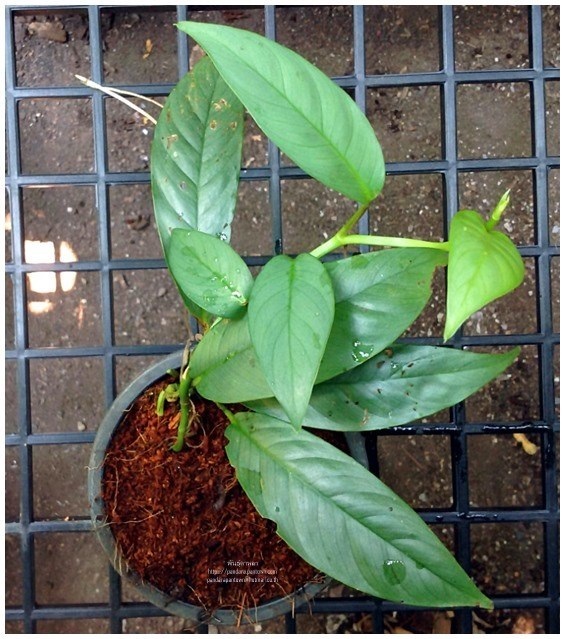 หน้าวัวเฮดเตอร์ลอปซิสบลู  Heteropsis (plant) | พันธุ์ดาหลา - เชียงใหม่