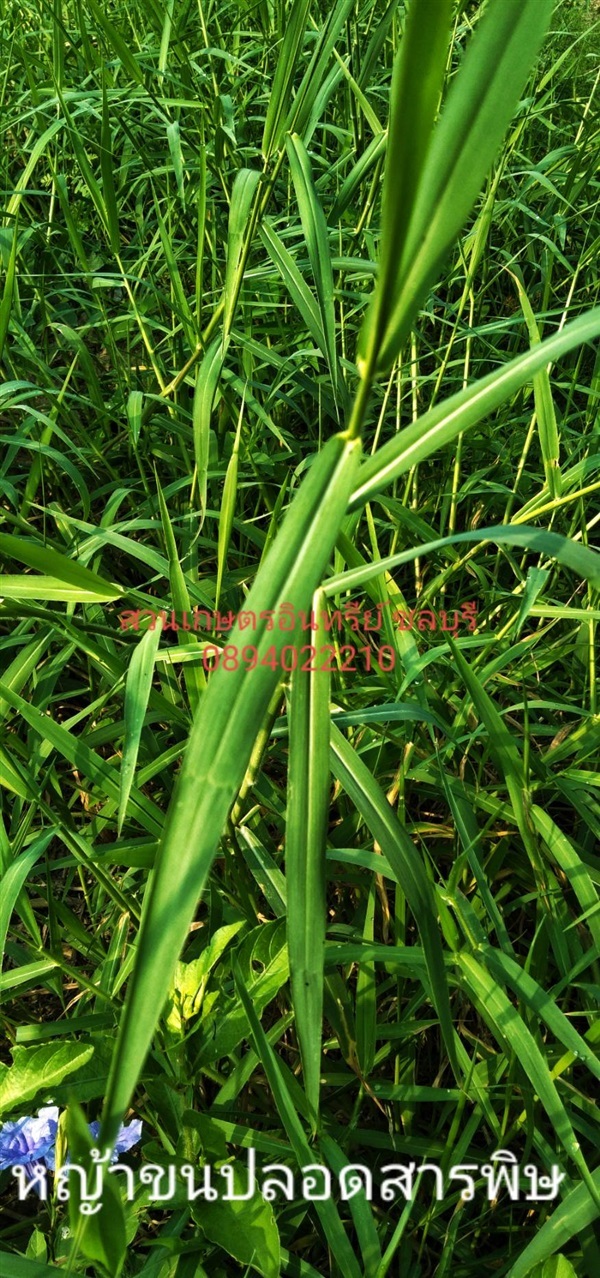 หญ้าขนปลอดสารพิษ | สวนเกษตรอินทรีย์ - พนัสนิคม ชลบุรี